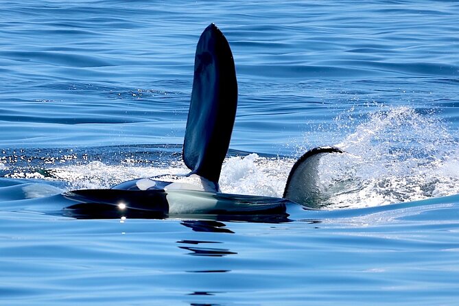 Ultimate Marine Whale & Wildlife Tour - Booking Information and Policies