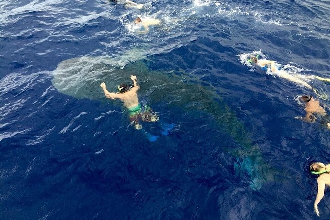 Ultimate Ocean Encounters Midday Snorkel - Accessibility Considerations