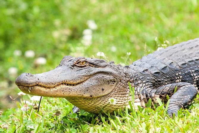 Ultimate Swamp Tour Experience With Transportation From New Orleans - Customer Reviews and Testimonials