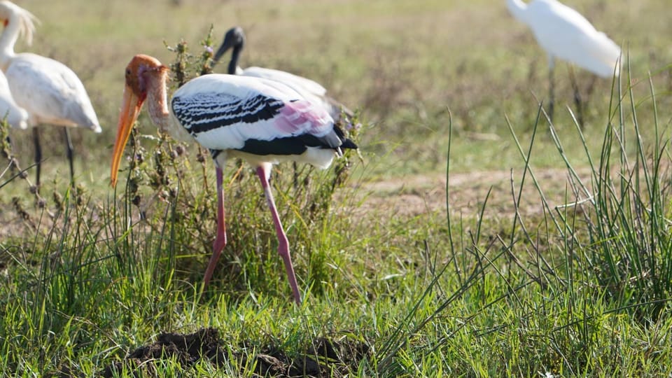 Unforgettable Full Day Kumana National Park Safari With Fun - Photography and Nature Experience