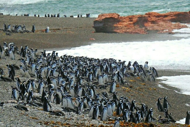 Ushuaia: Beagle Channel Navigation to the Penguinarium - Customer Reviews
