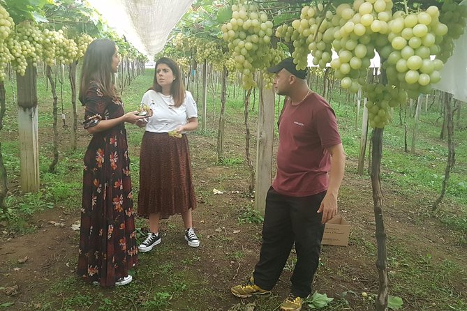 Vale Dos Vinhedos: Private Group Tour From Porto Alegre - Meeting and Pickup Details