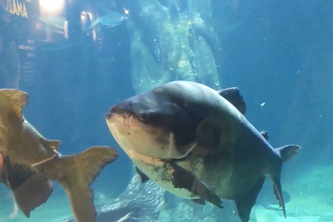 Vancouver AquariumTickets - Visitor Experiences