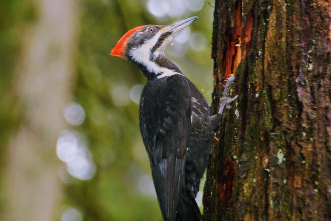 Vancouver Full Day Nature & Photography - What to Expect on the Tour