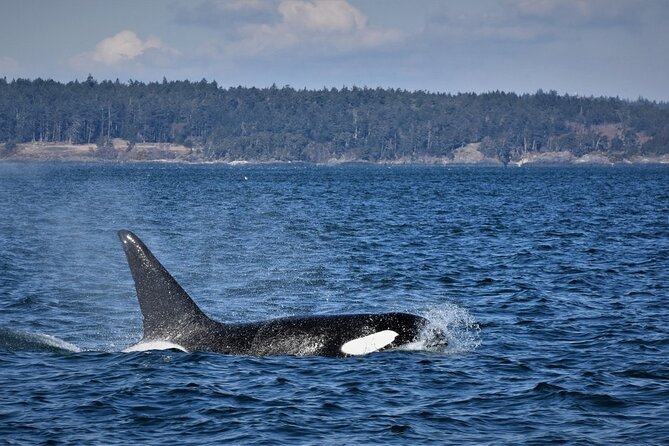 Vancouver Whale Watching Safari - Customer Reviews