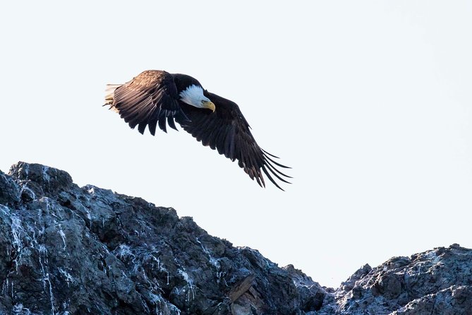 Victoria Marine Wildlife Tour - Tour Experience Highlights