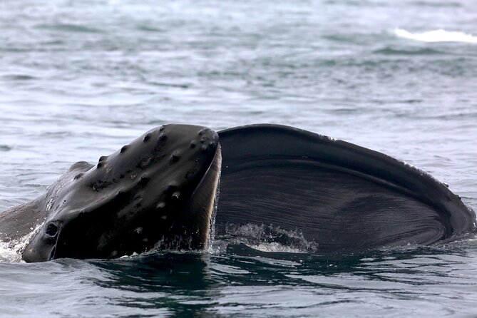 Victoria Shore Excursion: Whale-Watching Cruise With Expert Naturalist Guides - Cancellation and Reservation Options