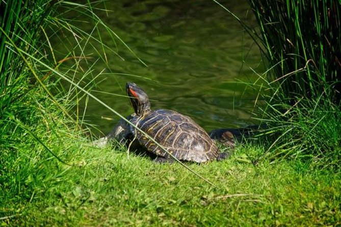 Victoria Sightseeing With Butchart Gardens and Whale Watching - Accessibility and Participation