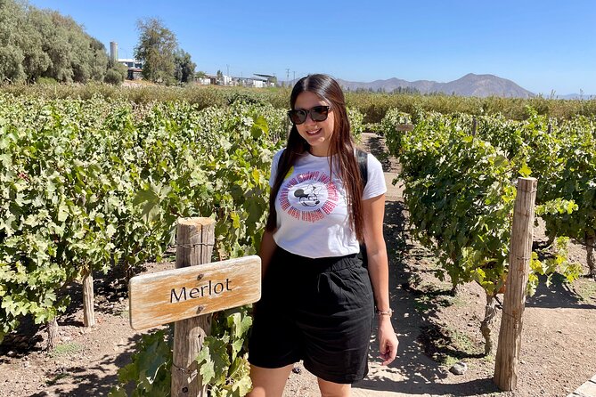 Viña Concha Y Toro Premium Tour (Half Day) - About Viña Concha Y Toro