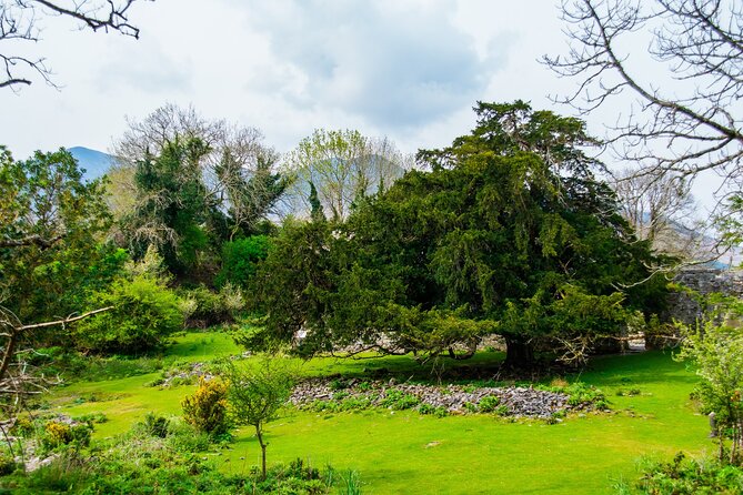Visit Innisfallen Island - Discovering the Sika Deer Roaming