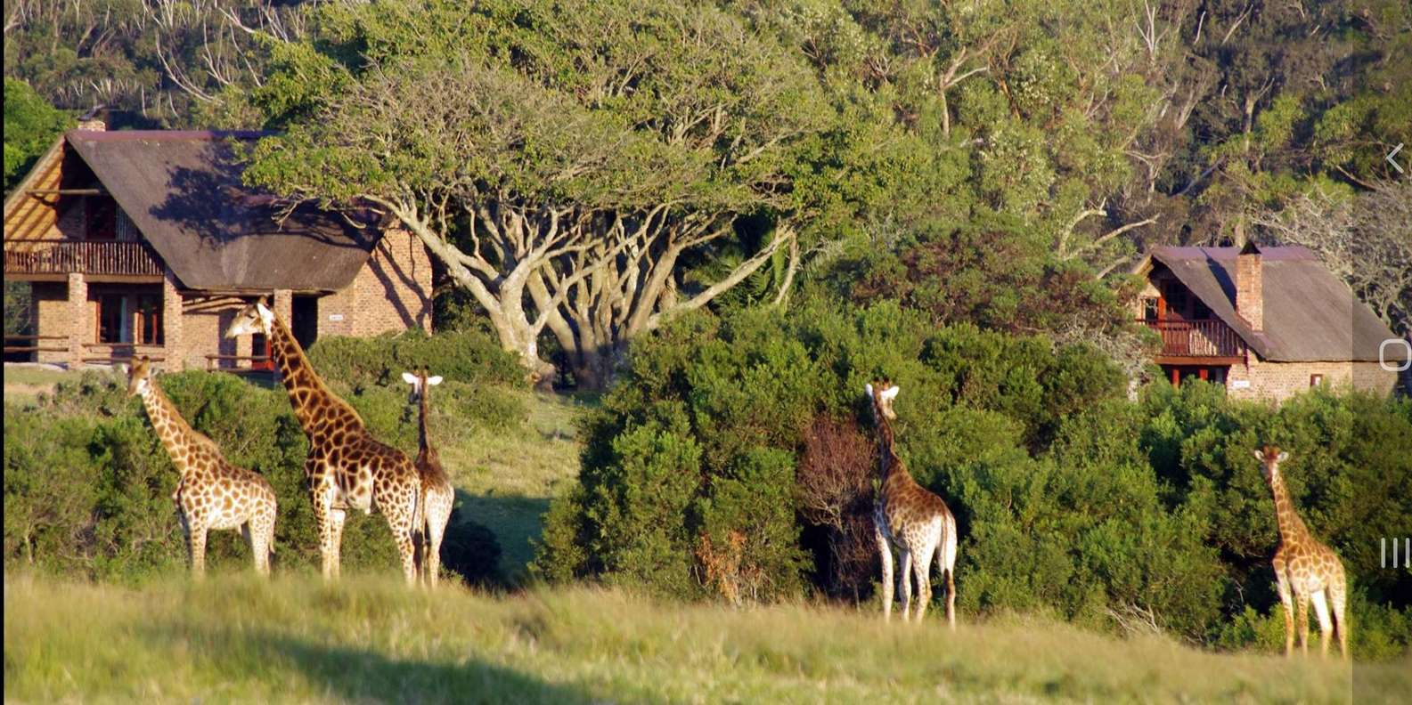 Visit Port Elizabeth :Kragga Kamma Private Wildlife Safari - Included in the Tour