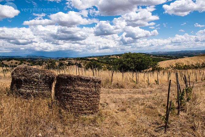 Visit to an Organic Farm and Tasting of Natural Wines - Operated by Fattoria La Maliosa