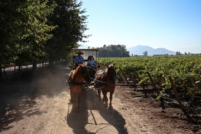 Viu Manent and Montes Alpha, Colchagua Valley From Santiago - Dining and Lunch Information