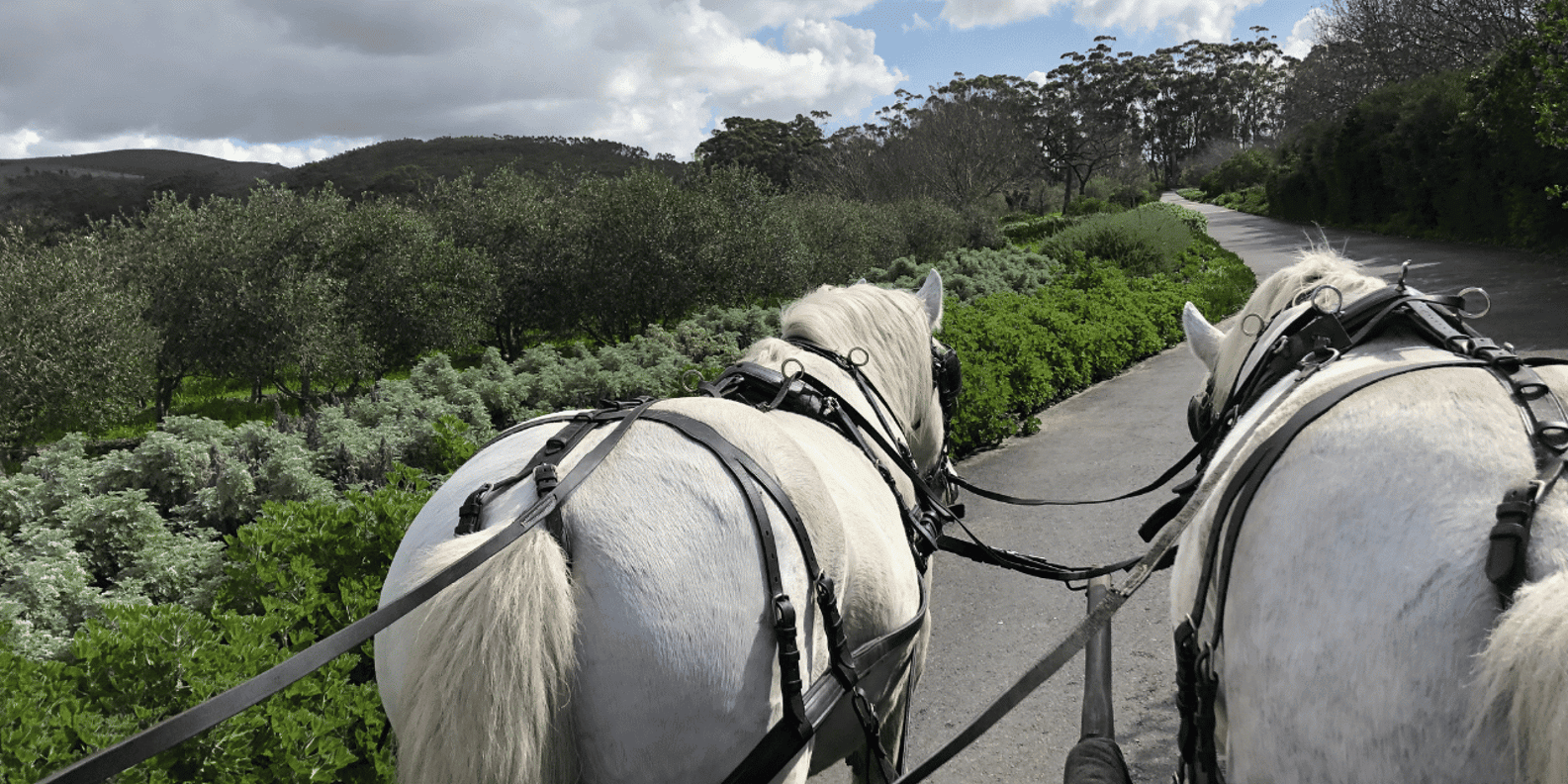 Vrede En Lust Wine Estate: 30M Carriage Ride - Important Guidelines