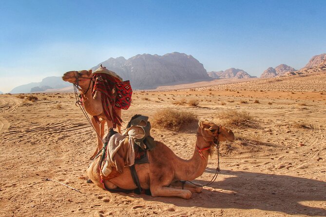 Wadi Rum: Camel Trek Adventure - Inclusions and Pricing