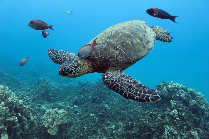 Waikiki Turtle Canyon Snorkeling With Lunch and Hula Show - Customer Reviews and Feedback