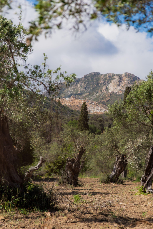 Walk Among the Olive Trees (Small Group Experience) - Inclusions