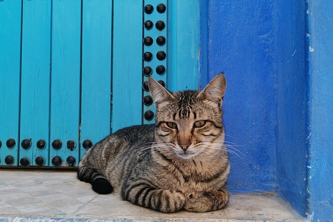 Walking Tour in Chefchaouen Blue City With Coffee/Tea Inclusion - Traveler Feedback