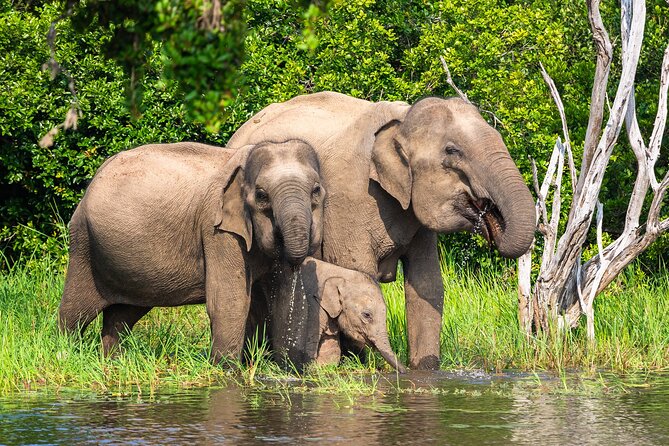 Wasgamuwa National Park Safari | Jeep With Tickets - Booking Your Safari