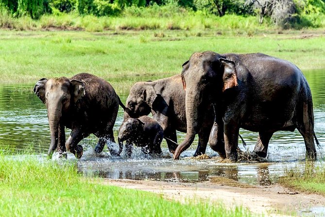 Wasgamuwa National Park Safari - Wildlife and Attractions