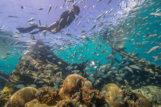 Watamu Marine Park & Sudi Island Mangrove Forest Canoe Ride.With Sea Food Lunch - Dolphin Sightings