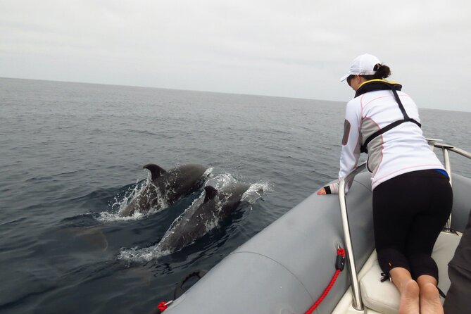 Whale and Dolphin Watching in San Diego - Exploring the Marine Ecosystem