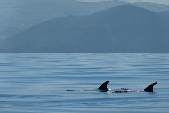 Whale and Dolphin Watching in Terceira Island Review - Traveler Experiences and Recommendations