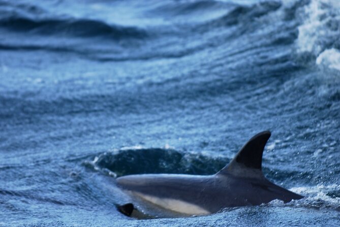 Whale & Dolphin Watching Tour - Accessibility and Health Considerations