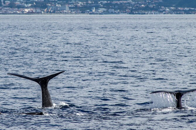 Whale Watching Activity in North Coast - What to Expect on the Tour