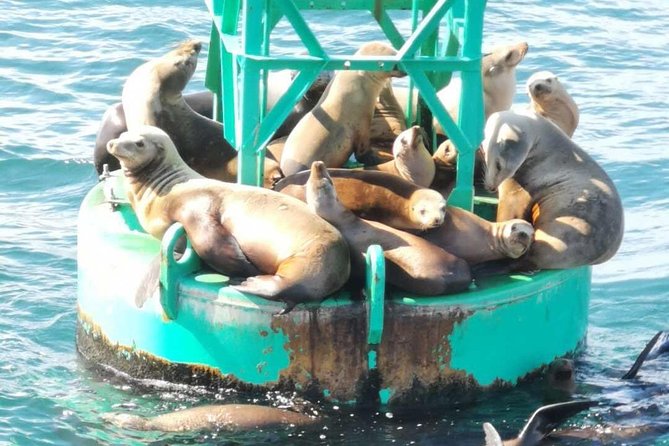 Whale Watching and Fishing Combination Excursions - Feedback and Customer Reviews