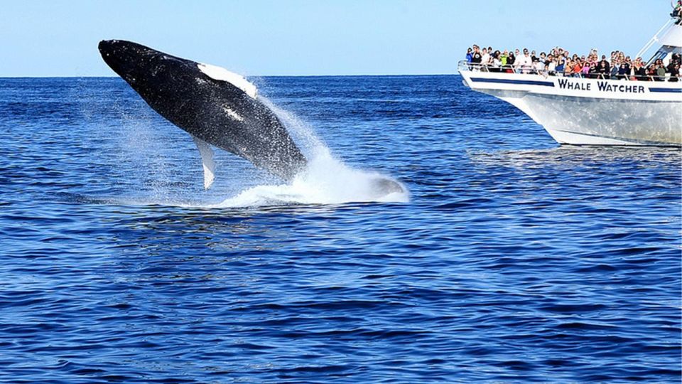 Whale Watching Boat Tour in Trincomalee - Onboard Amenities and Facilities