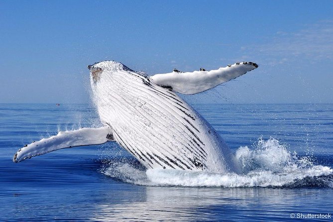 Whale Watching Cruise From Tadoussac or Baie-Ste-Catherine - Guided by Bilingual Naturalist Experts