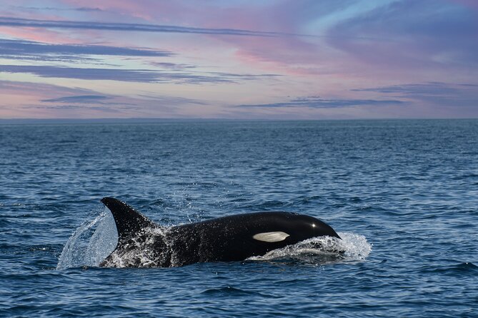 Whale Watching Monterey Bay Semi-Private Limited to 6 People Max - Booking and Cancellation