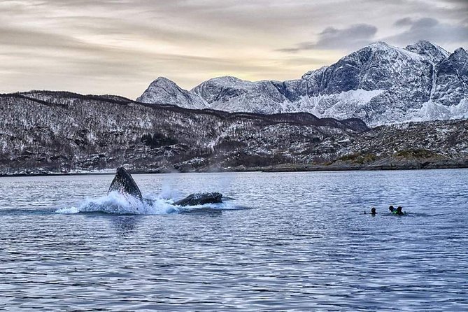 Whale Watching RIB Experience (Without Transfer Tromso-Skjervoy) - Participation Requirements