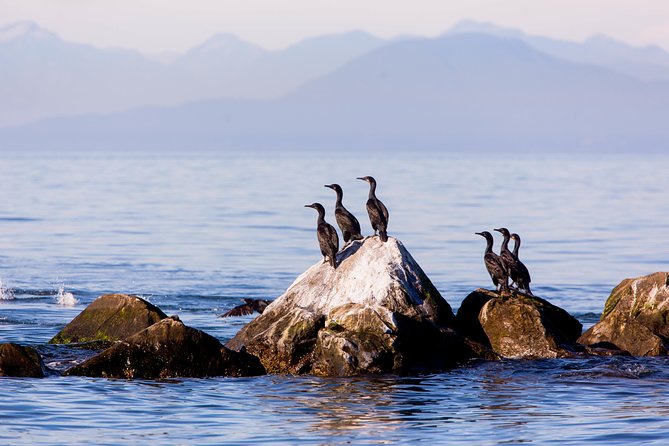 Whale-Watching Tour From Vancouver - Tour Experience