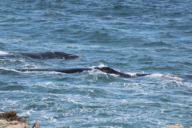 Whale Watching Walking Tours (Land-Based) - From JUNE - Traveler Reviews and Feedback