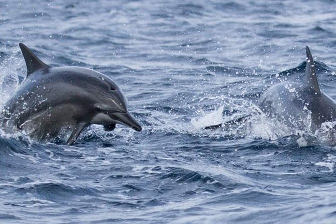 Whales and Dolphins Watching Mirissa - Unique Local Attractions