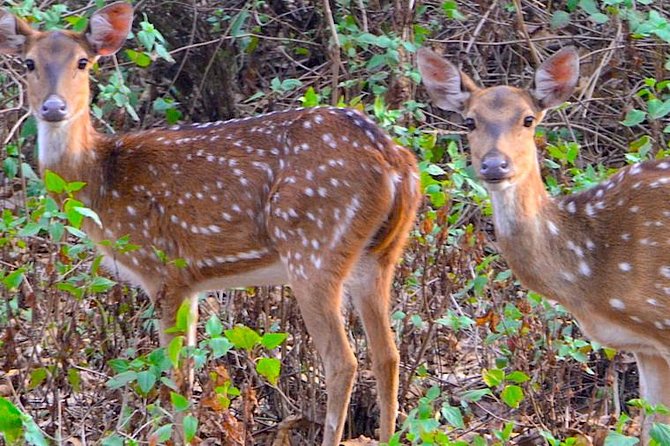 Wild Life Tour in Chennai With Guide and Private Car - Booking Your Wildlife Adventure