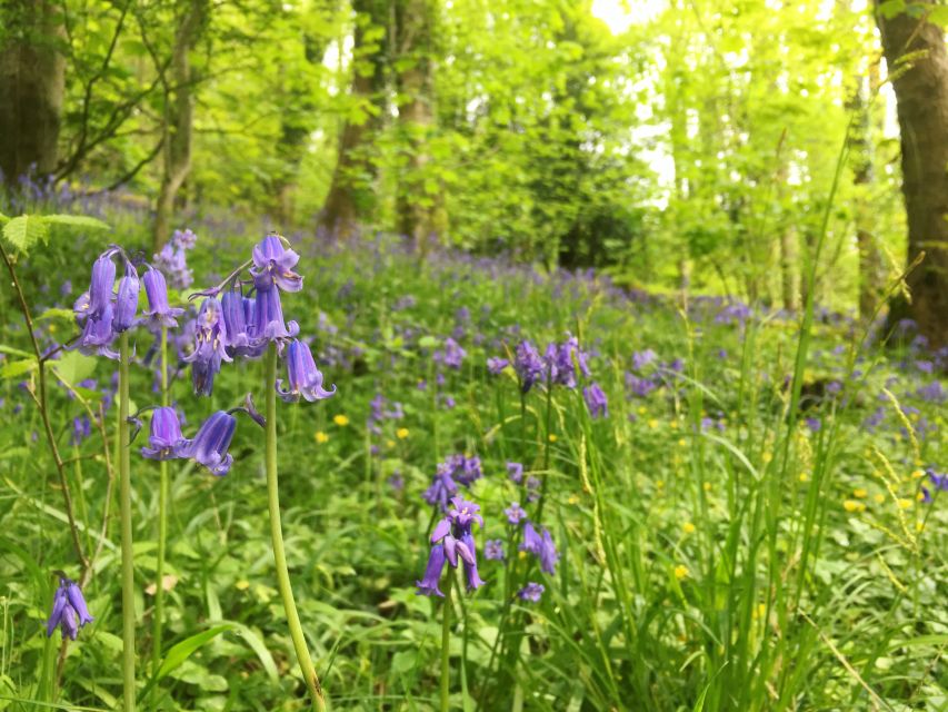 Wilder Skies - Somerset Nature Tours - Participant Guidelines