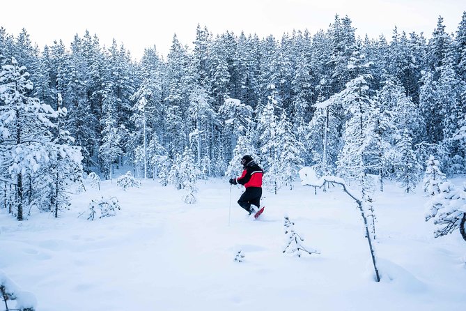 Wilderness Snowshoe Adventure - Wildlife Spotting Opportunities