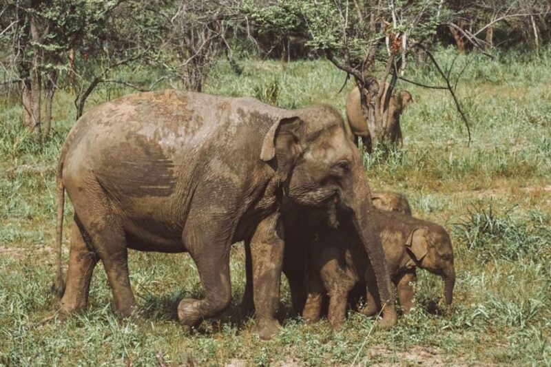 Wildlife Elephant Safari Hurulu Eco Park - Important Considerations