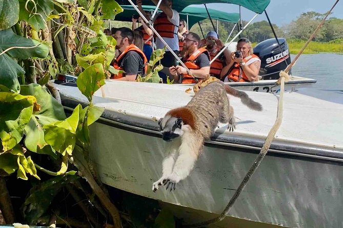 Wildlife Experience in the Panama Canal Along The Gatun Lake - Confirmation and Medical Conditions