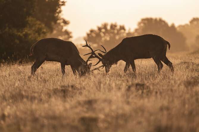 Wildlife Photography Workshop in Richmond Park in London - Pricing and Booking Options