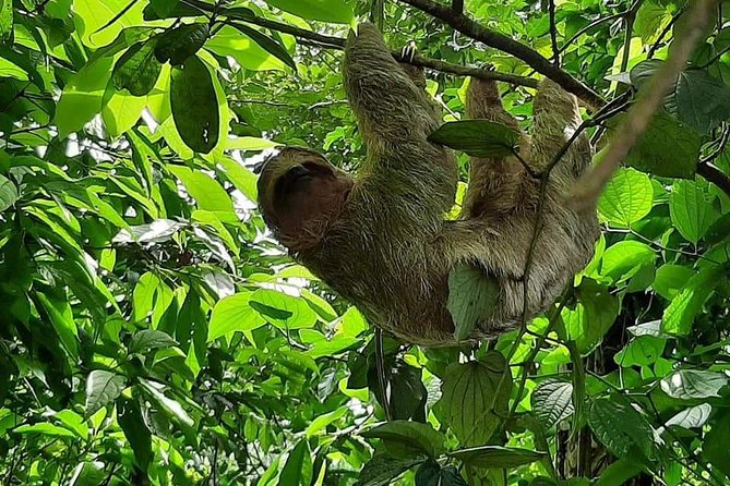 Wildlife Safari Tour - Traveler Experience