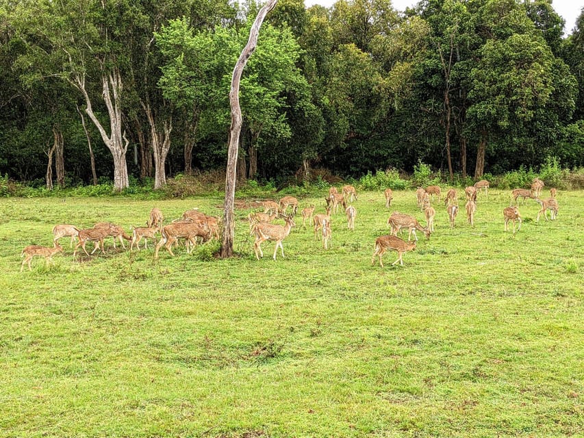 Wilpattu National Park : Full Day Safari (06:00am - 18:00pm) - Included Meals and Amenities