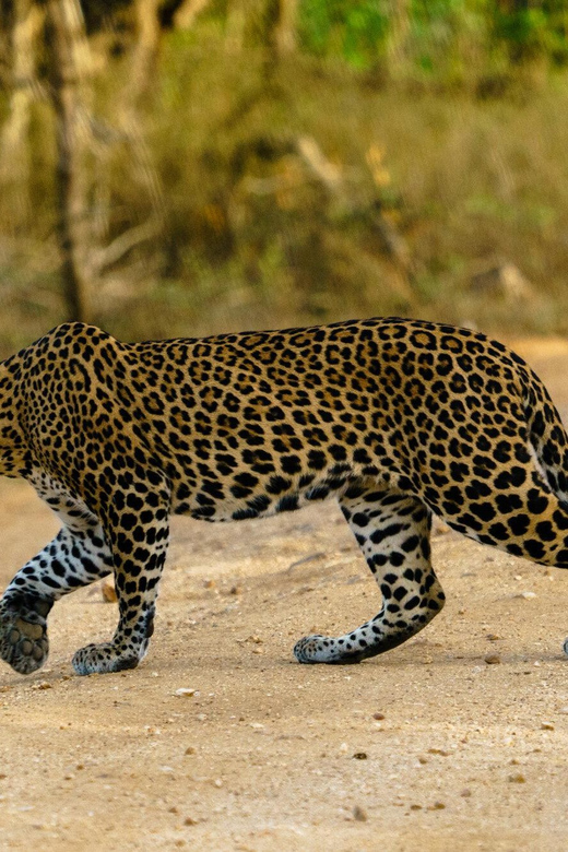 Wilpattu National Park: Morning Afternoon Safari (5h) - Pickup Locations