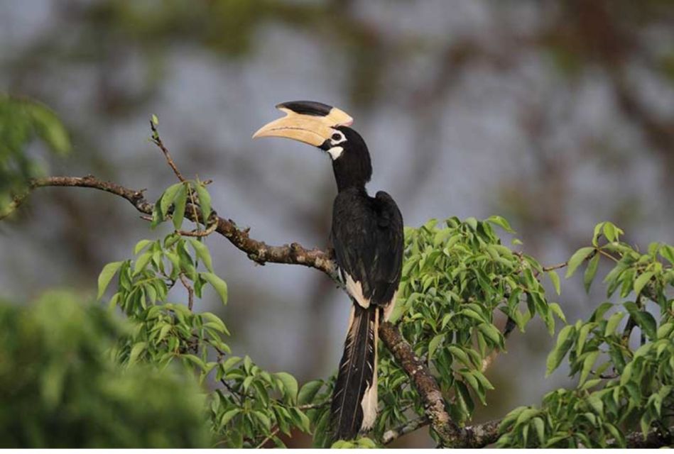 Wilpattu National Park: Morning or Evening Leopard Safari - Cancellation Policy