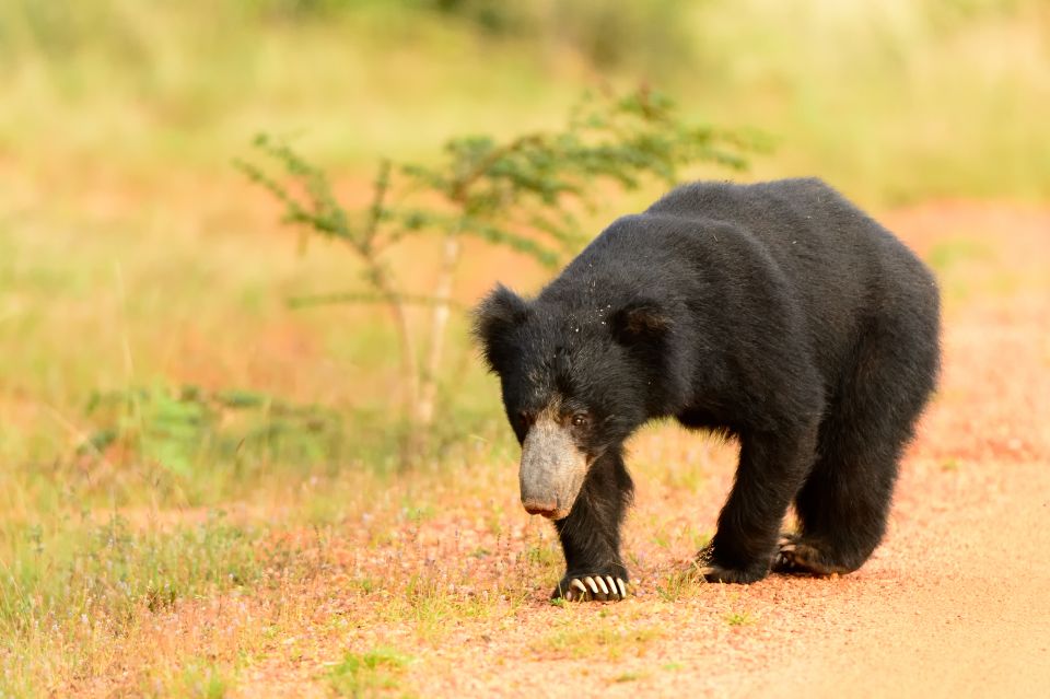 Wilpattu National Park Safari Tour From Colombo - Inclusion and Exclusion