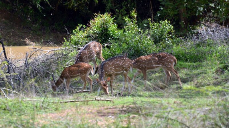 Wilpattu National Park Safari Tour From Dambulla - Inclusions and Exclusions