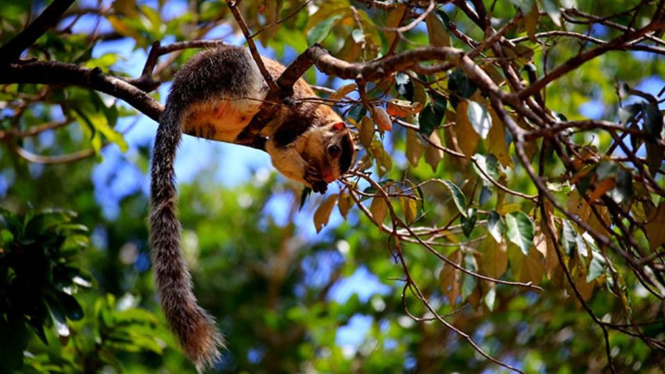 Wilpattu National Park With Safari Jeep & Entrance Ticket - Preparation and Restrictions